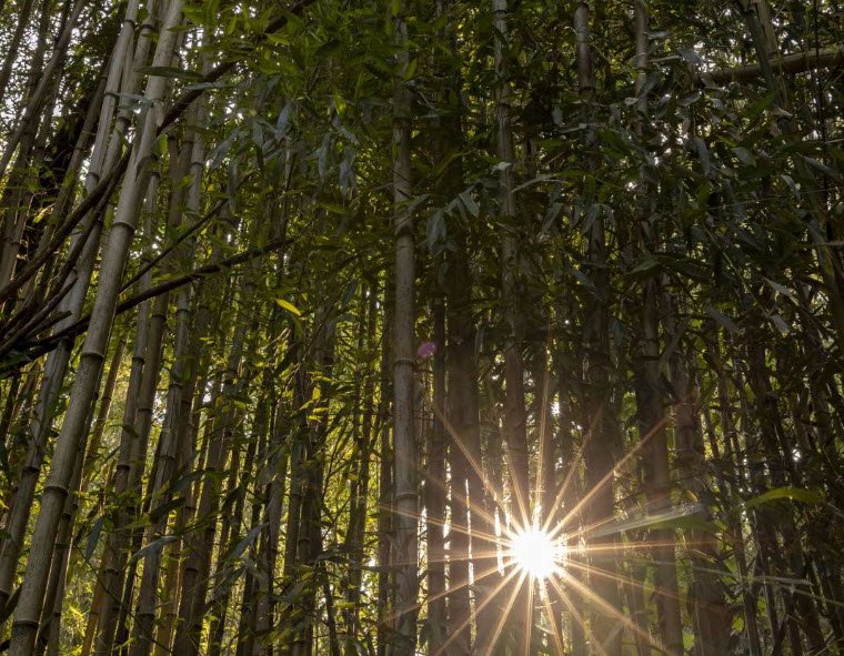Marberry Arboretum , United States